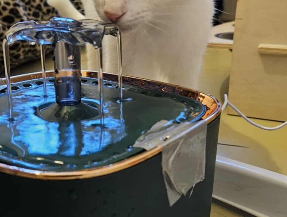 the-great-catsby-543428424_993503012850700_4664343386741240641_n Crystal