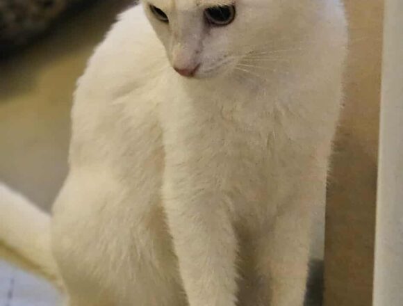 the-great-catsby-543431486_1332687094932079_8281238213709646483_n Crystal