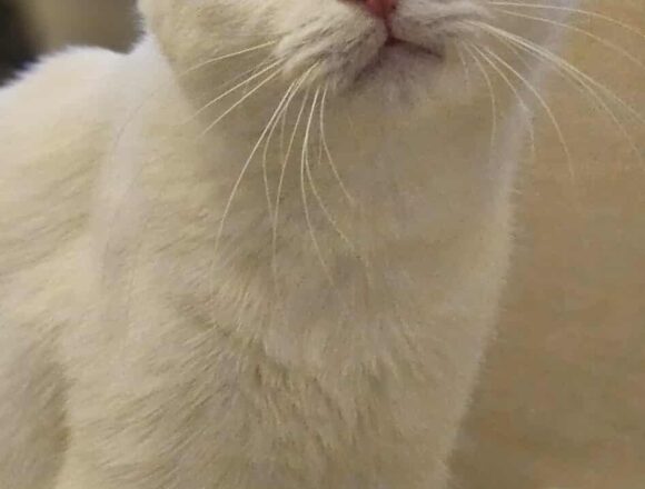 the-great-catsby-543689513_1858418881683841_7656633980329532169_n Crystal