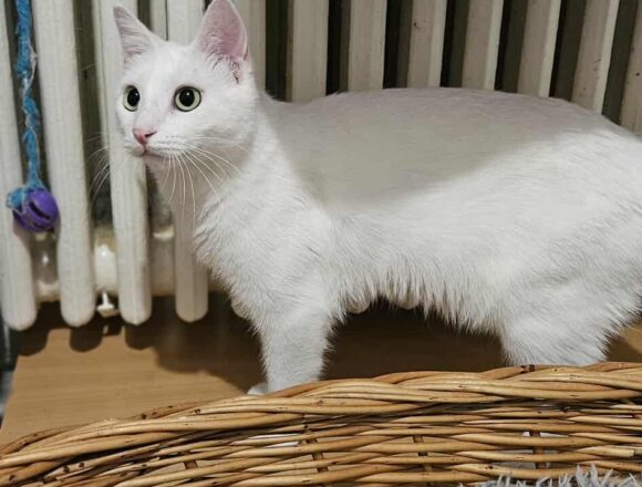 the-great-catsby-543709021_1149729177041764_6809699458451623859_n Crystal