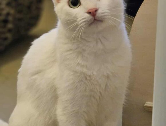 the-great-catsby-543773775_1499983427661430_3513882592673911596_n Crystal