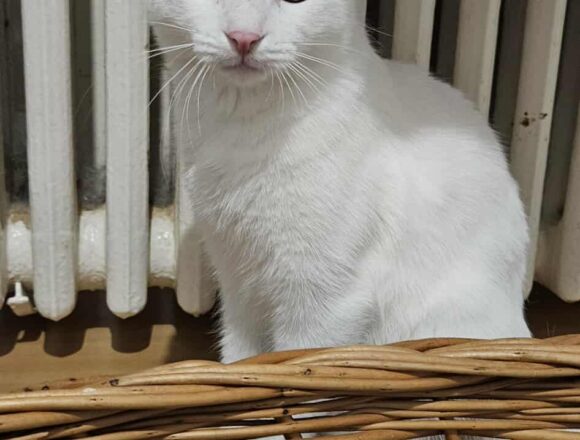 the-great-catsby-543800917_3979382115656253_499739146054238750_n Crystal