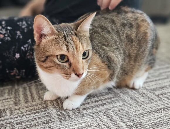 the-great-catsby-781251045_2127753664473049_3637398610087948623_n Kelly