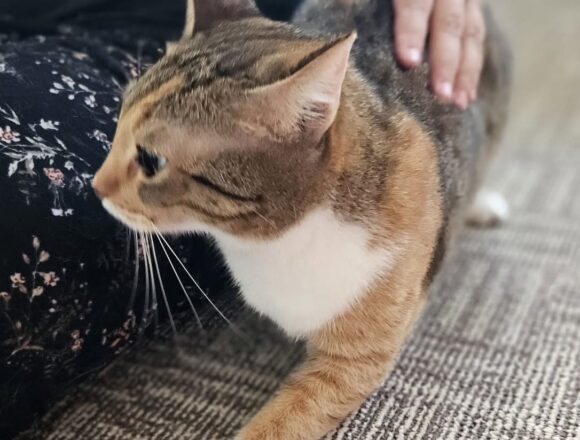 the-great-catsby-786287527_1117732200610378_1403315891380857454_n Kelly