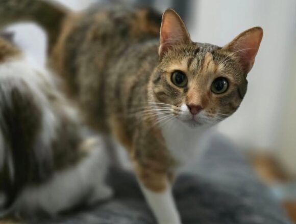the-great-catsby-787357254_1600630991644355_7619558672288964420_n Kelly