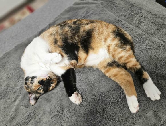 Amber (Reserved)
