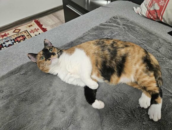 Amber (Reserved)