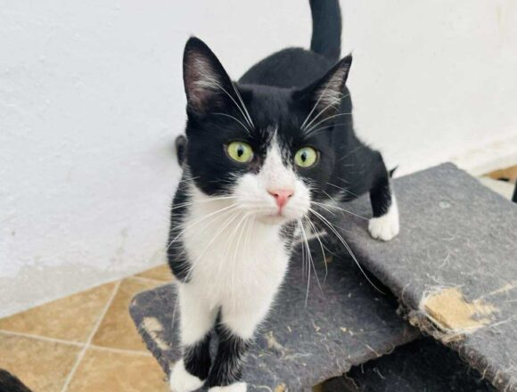 the-great-catsby-552877854_1883956515803663_1828928665036263918_n Pixel