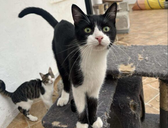 the-great-catsby-566537232_1576512873709164_614003908045417240_n Pixel