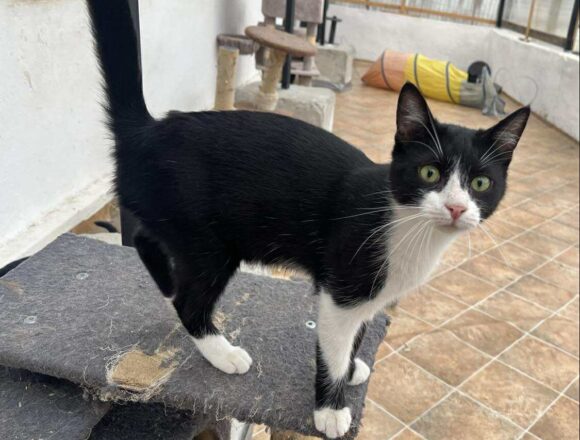 the-great-catsby-569166943_2074669036637204_1626623719184452252_n Pixel