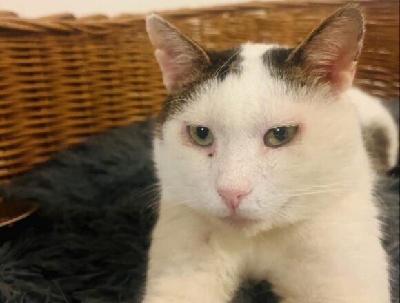 Rex (FIV+)