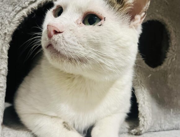 Rex (FIV+)