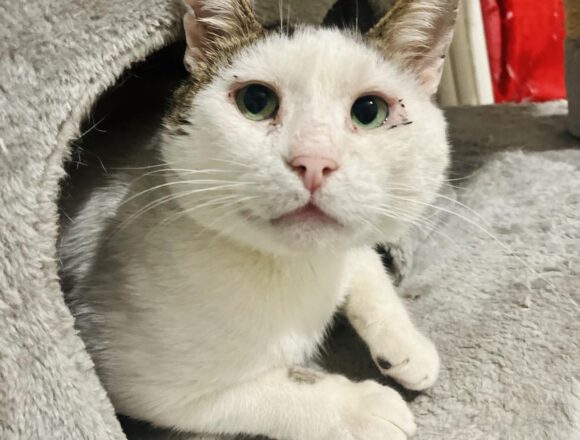 Rex (FIV+)
