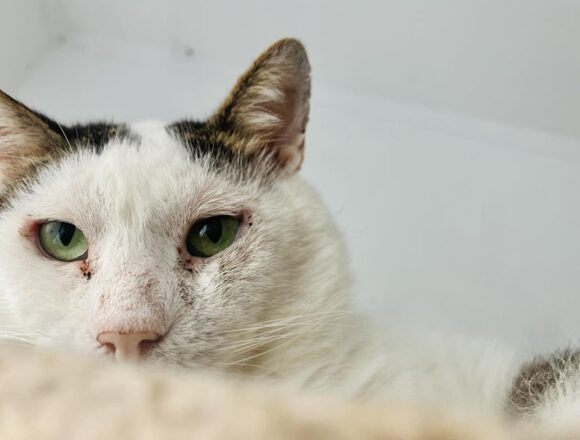 Rex (FIV+)