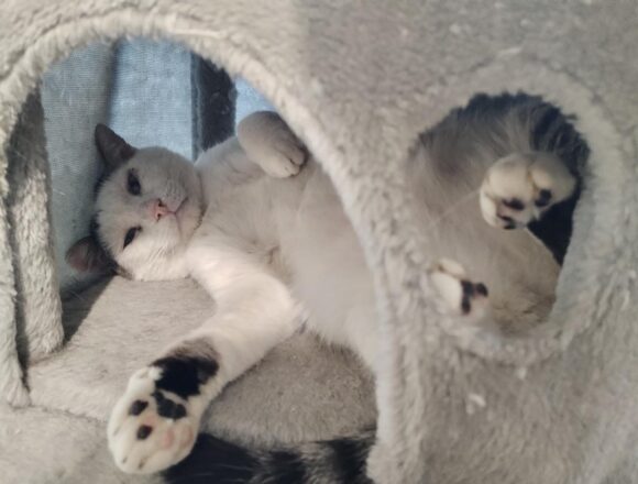 Rex (FIV+)