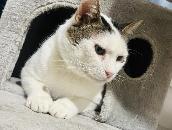 Rex (FIV+)