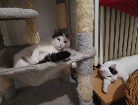 Rex (FIV+)