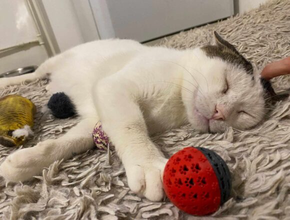 Rex (FIV+)
