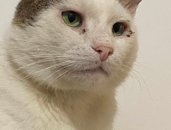 Rex (FIV+)