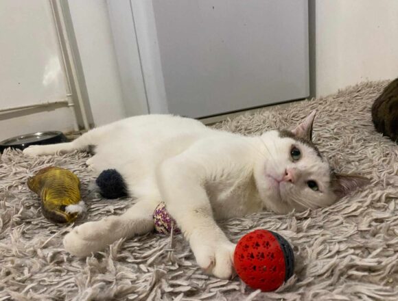 Rex (FIV+)