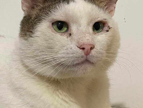Rex (FIV+)