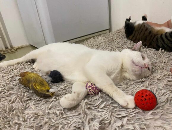 Rex (FIV+)