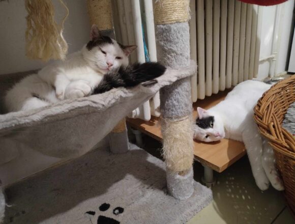 Rex (FIV+)