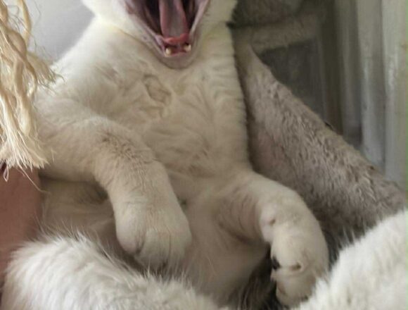Rex (FIV+)