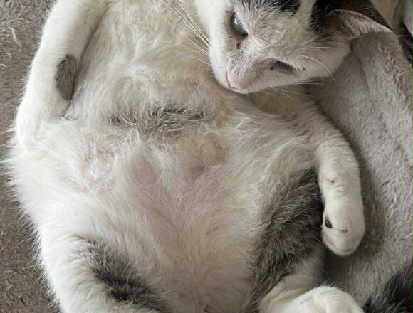 Rex (FIV+)