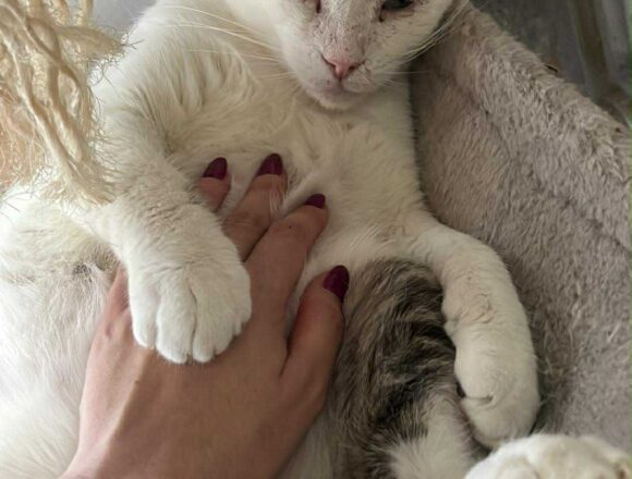 Rex (FIV+)