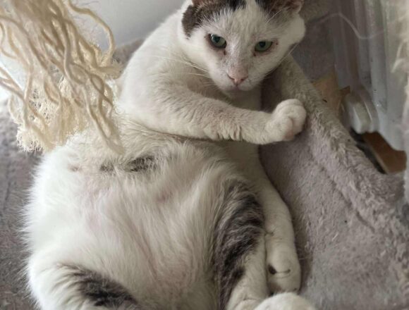 Rex (FIV+)