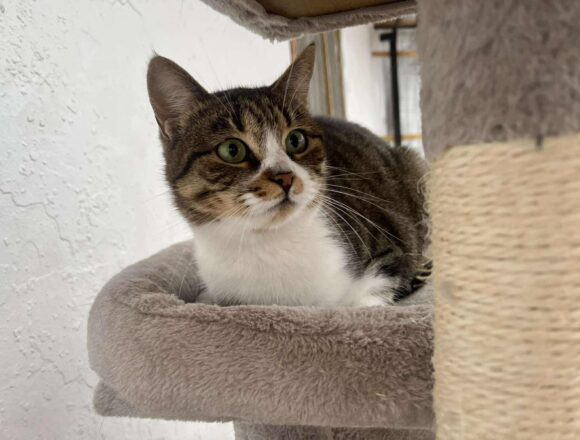 the-great-catsby-550659637_1145941240358778_5875995741829301679_n Lara