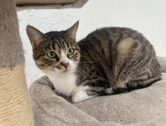 the-great-catsby-562526689_2460580997657514_2990885936161986866_n Lara