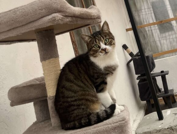 the-great-catsby-582125805_1138722605128552_3543111195066260786_n Lara