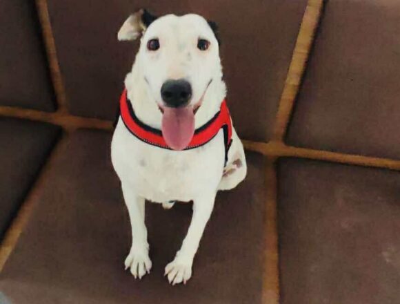 Stevie (Reserved)