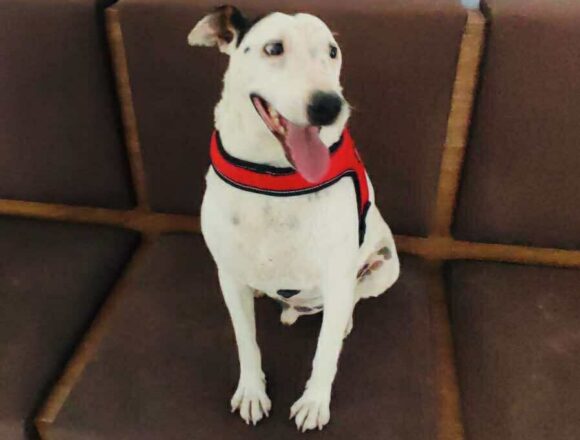 Stevie (Reserved)