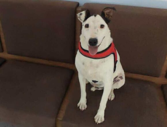 Stevie (Reserved)