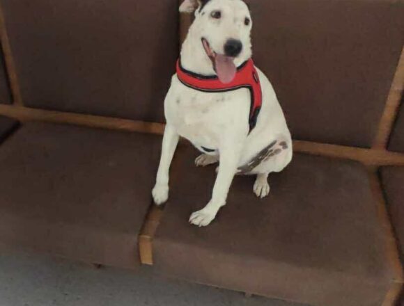 Stevie (Reserved)