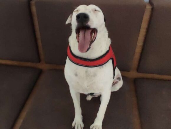 Stevie (Reserved)