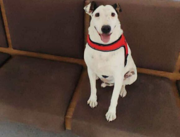 Stevie (Reserved)