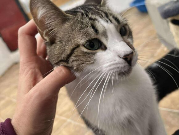 the-great-catsby-550884801_846545684605726_7590608237046435748_n Misty