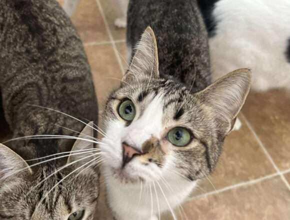 the-great-catsby-550892800_1546751803147798_7143514183865234689_n Misty