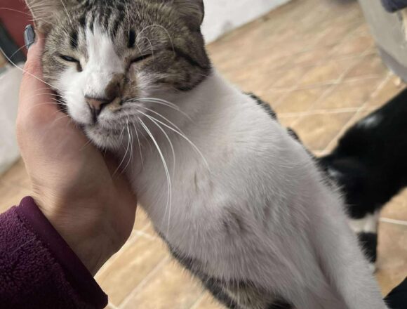 the-great-catsby-554289042_2044266386399786_2815205633322170721_n Misty