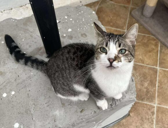 the-great-catsby-563217754_1870749067156332_5164365767345115898_n Misty