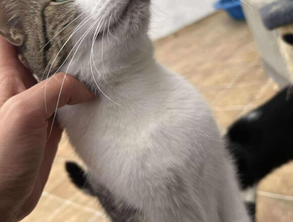 the-great-catsby-563995280_1528315334886980_1479416713827994862_n Misty