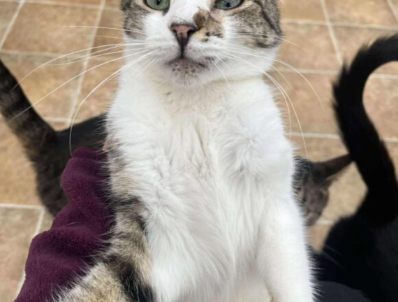 the-great-catsby-566515137_1325623175614606_7152925415329080824_n Misty