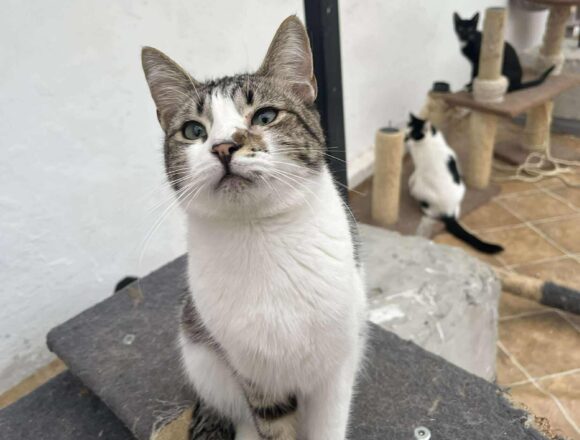 the-great-catsby-566526925_1869312026994653_7291176666369578476_n Misty