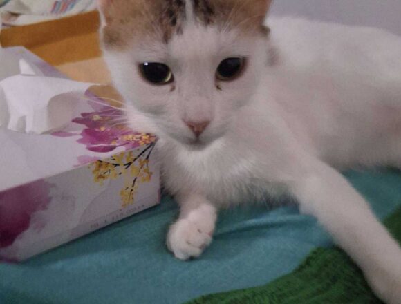 Dollie