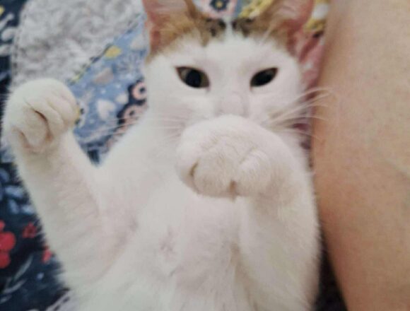 Dollie