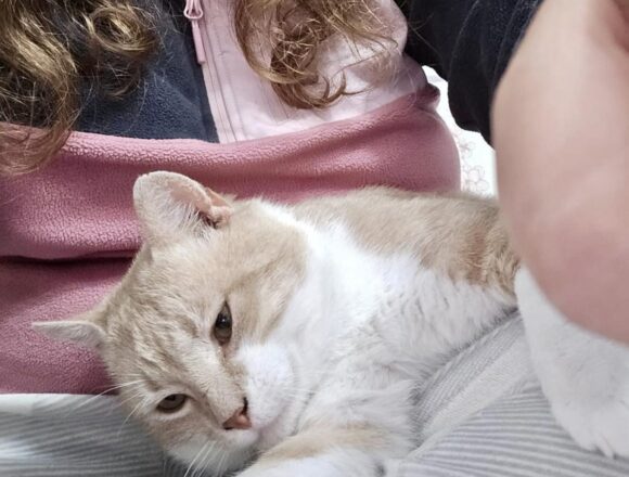 TC (FIV+)